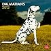 Dalmatians 2013 - Dalmatiner - Original BrownTrout-Kalender by