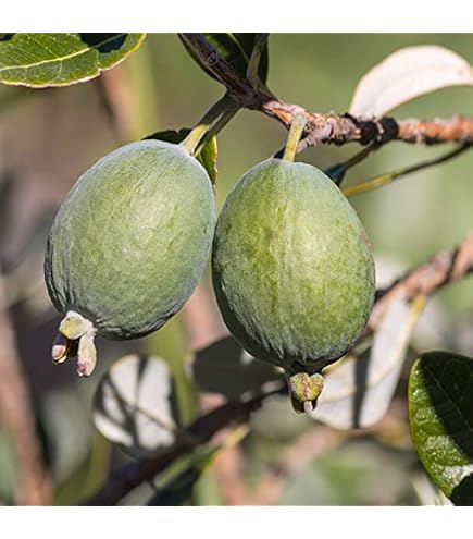 KENTIS - Feijoa (Acca Sellowiana) Pianta Vera Da Frutto - Vaso 30 Cm, H 125-150 Cm - Perfetta Per Giardino E Balcone
