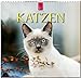 Katzen 2016: Original Stürtz-Kalender - Mittelformat-Kalender 33 x 31 cm [Spiralbindung] by 