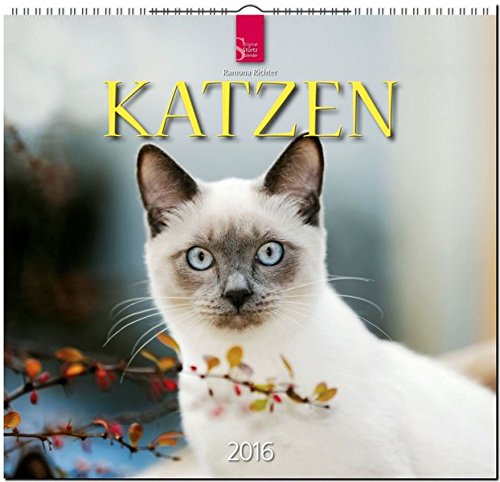 Katzen 2016: Original Stürtz-Kalender - Mittelformat-Kalender 33 x 31 cm [Spiralbindung]