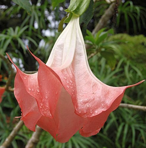 Brugmansia suaveolens - Engelstrompete - 15 Samen