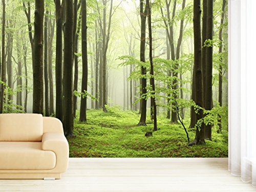 Fototapete Beech Forest - weitere Größen und Materialien wählbar - DEUTSCHE PROFI QUALITÄT von Trendwände