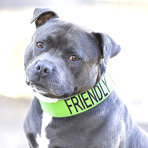 '"Friendly Green color Coded L-XL semi-choke collare (conosciuto come friendly) evita incidenti di attenzione altri del tuo cane in anticipo.