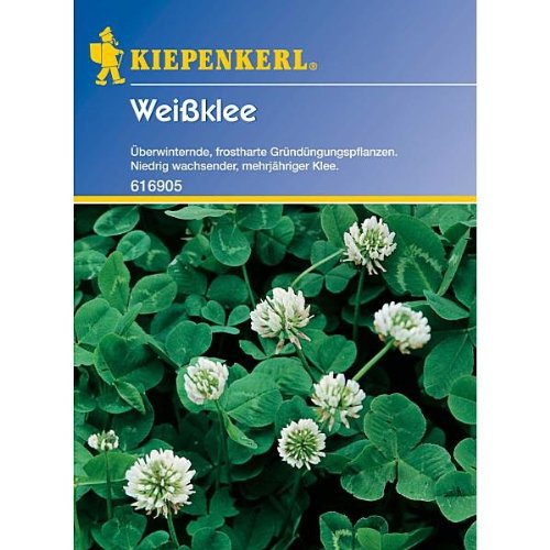 Weißklee - Gründünger v. Kiepenkerl