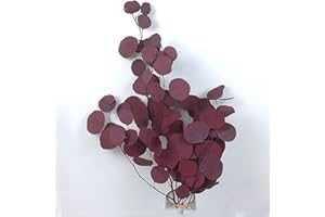 KOKITS Eukalyptus Getrocknet, Birkental Eukalyptus -trockenblumen rot und 40-43 cm Lange Trockenblumen Deko - getrocknetes Eukalyptus - getrocknete Blumen, Vase Trockenblumenstrauß, Boho Deko (Rot)
