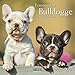 Französische Bulldogge 2017: Broschürenkalender mit Ferienterminen by 