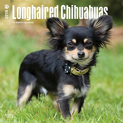 Longhaired Chihuahuas 2018 Calendar