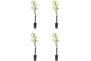 HIFAS- Árbol Frutal castaño. Pack de 4 árboles. Produce castañas grandes y setas (Boletus edulis). Altura 1-1,20m. Macetas de 3,5 litros. Variedad Marigoule, resistente a la tinta.