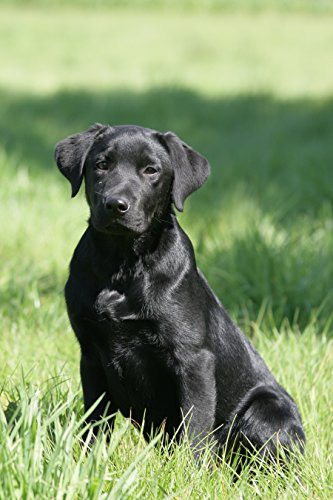 Skinners-Field-Trial-Junior-Dog-Food