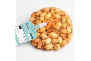 DEBAERE Sturon Bulbes d'Oignons a repiquer 500gr