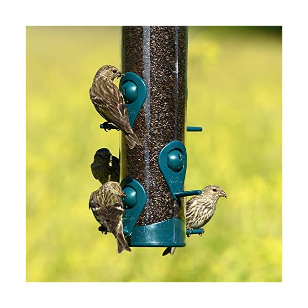 Perky-Pet 3261 Mangiatoia Sierra per Uccelli Selvatici e Passerotti