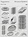 Tragsysteme / Structure Systems (dt./engl.) by