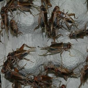 Steppengrillen groß - Großpackung , Futterinsekten ca. 500 Stück