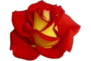 Ketchup & Mustard®, rosaio vivo Rose Barni®, rosa in vaso rossa e gialla, pianta folta e compatta, habitus rotondo, adatta alla coltivazione in vaso, rifiorente fino autunno inoltrato cod.72056