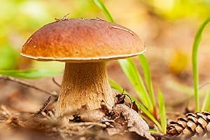 MYCELIUM Micelio per coltivare il porcino estivo, ovvero il Boletus reticulatus o aestivalis