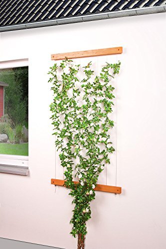 Seilrankhilfe 'grow up' Rankhilfe Fassadenbegrünung Edelstahl Holz Kiefer NEU OVP