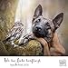 Wo die Liebe hinfliegt 2018 - Ingo & Poldi - Freundschaft von Schäferhund und Steinkauz - Wandkalender mit Spiralbindung - DuMont Quadratformat 24 x 24 cm by 