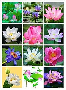 OhhSome Flower Seeds : Lotus Seeds For?Home Garden Flower Seeds 15 Seeds- Winter Season Flower Plant Seeds Garden [Home Garden Seeds Eco Pack Plant Seeds - Eco