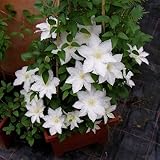 Clematis 'Madame le Coultre' - Schöne Kletterpflanze von...