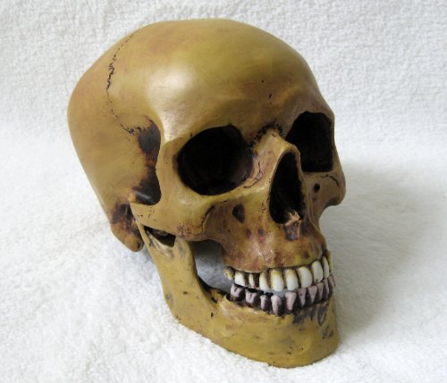 Anatomie Schädel mit Unterkiefer von Markus Mayer - 4