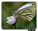 Produktbild Schmetterling auf Echinacea Mauspad, Mousepad (Schmetterlinge Mauspad) #014