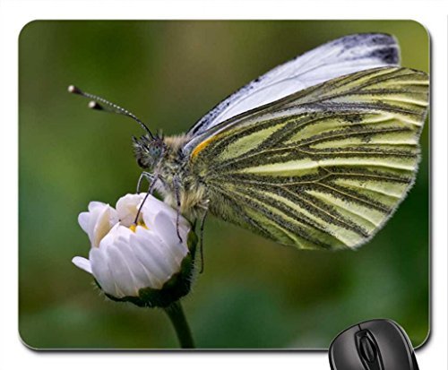 Preisvergleich Produktbild Schmetterling auf Echinacea Mauspad, Mousepad (Schmetterlinge Mauspad) #014