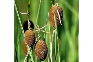 WFW WASSERFLORA Zwergrohrkolben/Typha Minima im 9x9 cm Topf