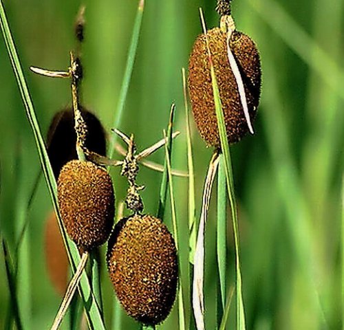 Zwergrohrkolben / Typha Minima im 9x9 cm Topf