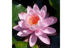 NATURAVIVA BASSANO AQUA SET COMPLETO - NINFEA NANA ROSA +VASO+TERRA E CONCIME