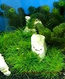 pflegeleichte Anfängerpflanzen