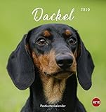 Dackel Postkartenkalender - Kalender 2019 by 