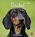Dackel Postkartenkalender - Kalender 2019 by 
