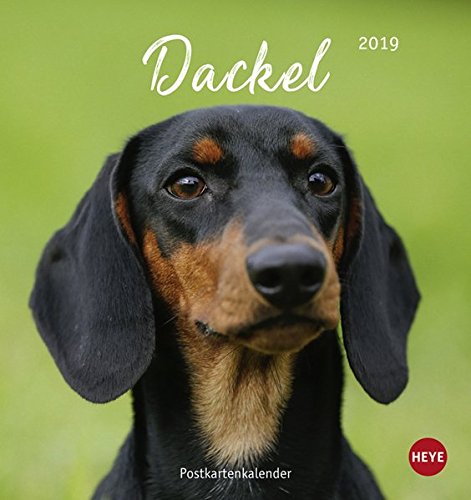 Dackel Postkartenkalender - Kalender 2019