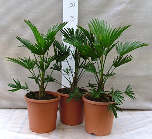 Trachycarpus wagnerianus, Hanfpalme, Palme, Winterhart - verschiedene Größen (60-80cm - Ø 23 cm - 5.7 Ltr - 3 Stück)