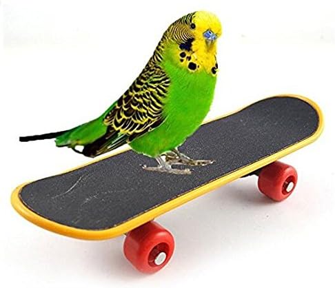 Komener Mini Training Skateboard Bird Toy Parrot Intelligence Toys