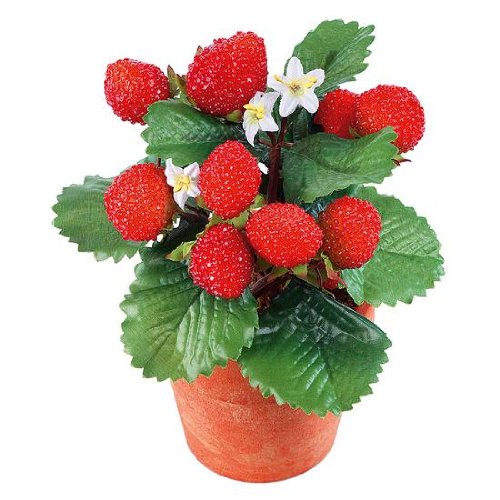 Preisvergleich Produktbild DekoWoerner Erdbeerpflanze im Topf 18cm