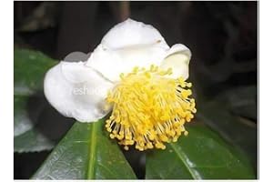 Camellia sinensis sinensis – pianta del tè – 5 semi