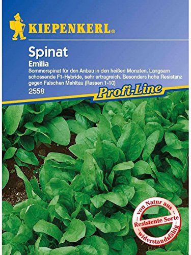 Spinat Emilia F1 Sommerspinat resistent
