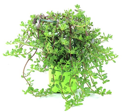 Brahmi (Bacopa monnieri), Marktfrische Pflanze, Gedächtnis Stütze - 2