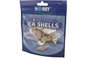 Hobby, Set di Conchiglie di Mare