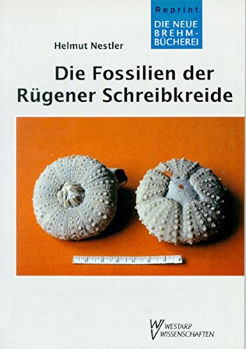 Preisvergleich Produktbild FOSSILIEN D. RÜGENER SCHREIBKREIDE