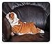 Produktbild WYICPLO English Bulldog Mouse Pad, Puppy Resting on a Sofa Funny Animal Photography Cute Canine, Standard Size Rectangle Non-Slip Rubber Mousepad, Seal Brown White Brown