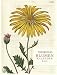 Thorbeckes Blumen-Kalender 2016 by 