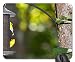 Produktbild Pretty Little Birds on a Feeder Mouse Pad, Mousepad (Birds Mouse Pad)