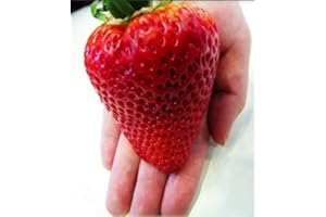 SAMENCHILISHOP (IMMER NUR EINMAL VERSAND) Riesen Erdbeere -Doppel-Packung- (Gigantisch Große Erdbeeren, die größten der Welt) 40 Samen