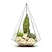 Produktbild Supersize Extra Groß Terrarium – Azteken Juwel mit Live Sukkulenten fertig montiert geliefert, auch erhältlich als leer Terrarium. Hochwertiges Glas und Kupfer Konstruktion Our Grandparents X HxB 30 x w49 cm Exklusive Designer Geometrische Terrarien aus der Urban Botaniker. Stilvolle Raum Dekorationen für Zuhause, Büro, Events, innen Design Systeme, schwarz, Empty - frame only