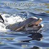 Wale und Delfine (BK) 225619 2019: Broschürenkalender mit Ferienterminen. Tierkalender von Fischen. 30 x 30 cm by 