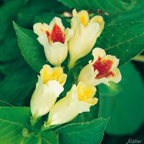 Gelbe Weigelie 'Feuerkelch'