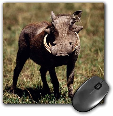 Danita Delimont - Warthogs - Kenya, Maasai Mara National Reserve, Desert Warthog. - MousePad (mp_208918_1)