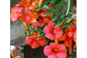 BAUMSCHULE PLANTAPRO Red Trumpet Flower – Campsis tagliabuana Madame Galen – Vine, Two-Tone Flower, 40 – 60 cm